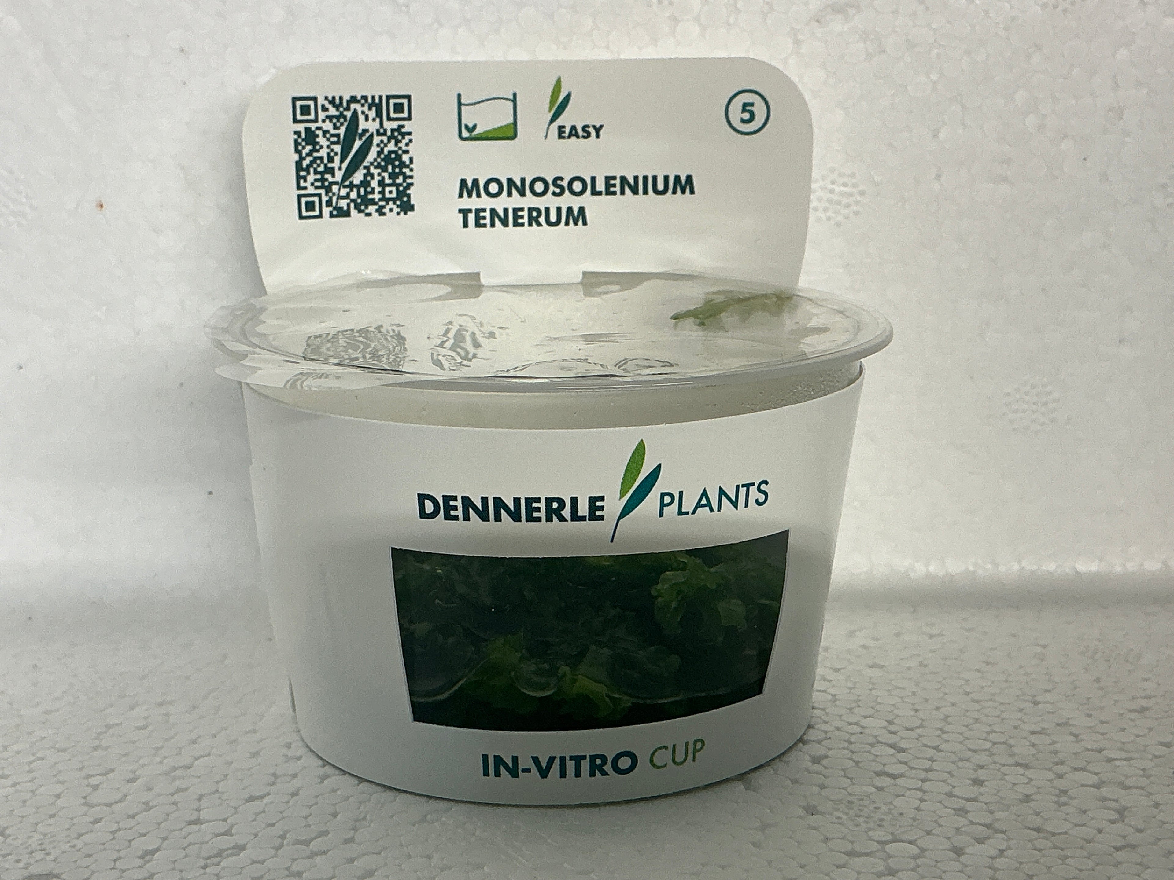 MONOSOLENIUM TENERUM