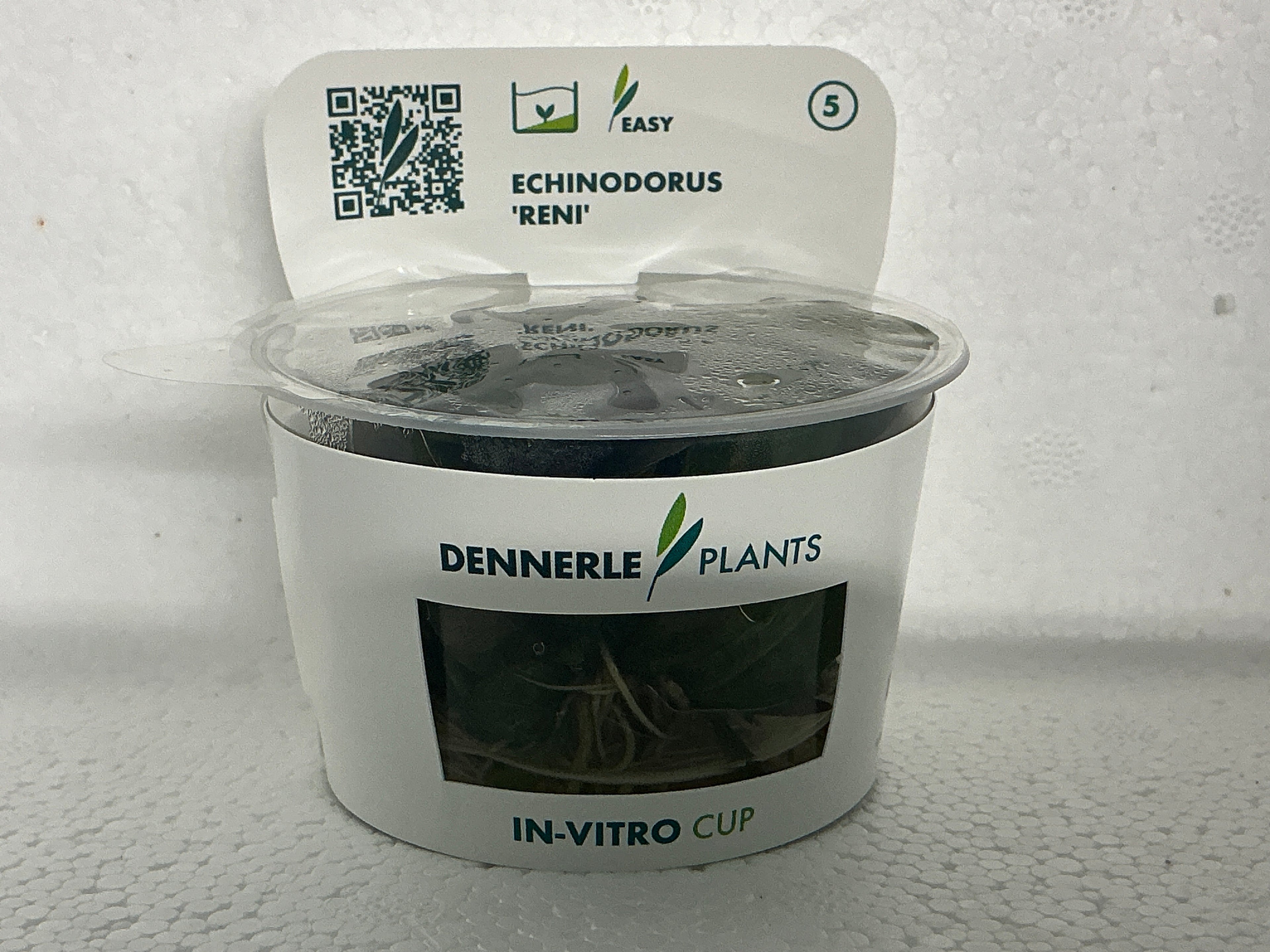 ECHINODRUS “RENI”