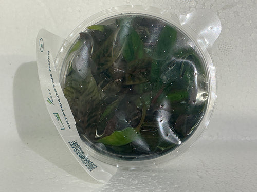 CRYPTOCORYNE NURII “ROSE. MAIDEN”