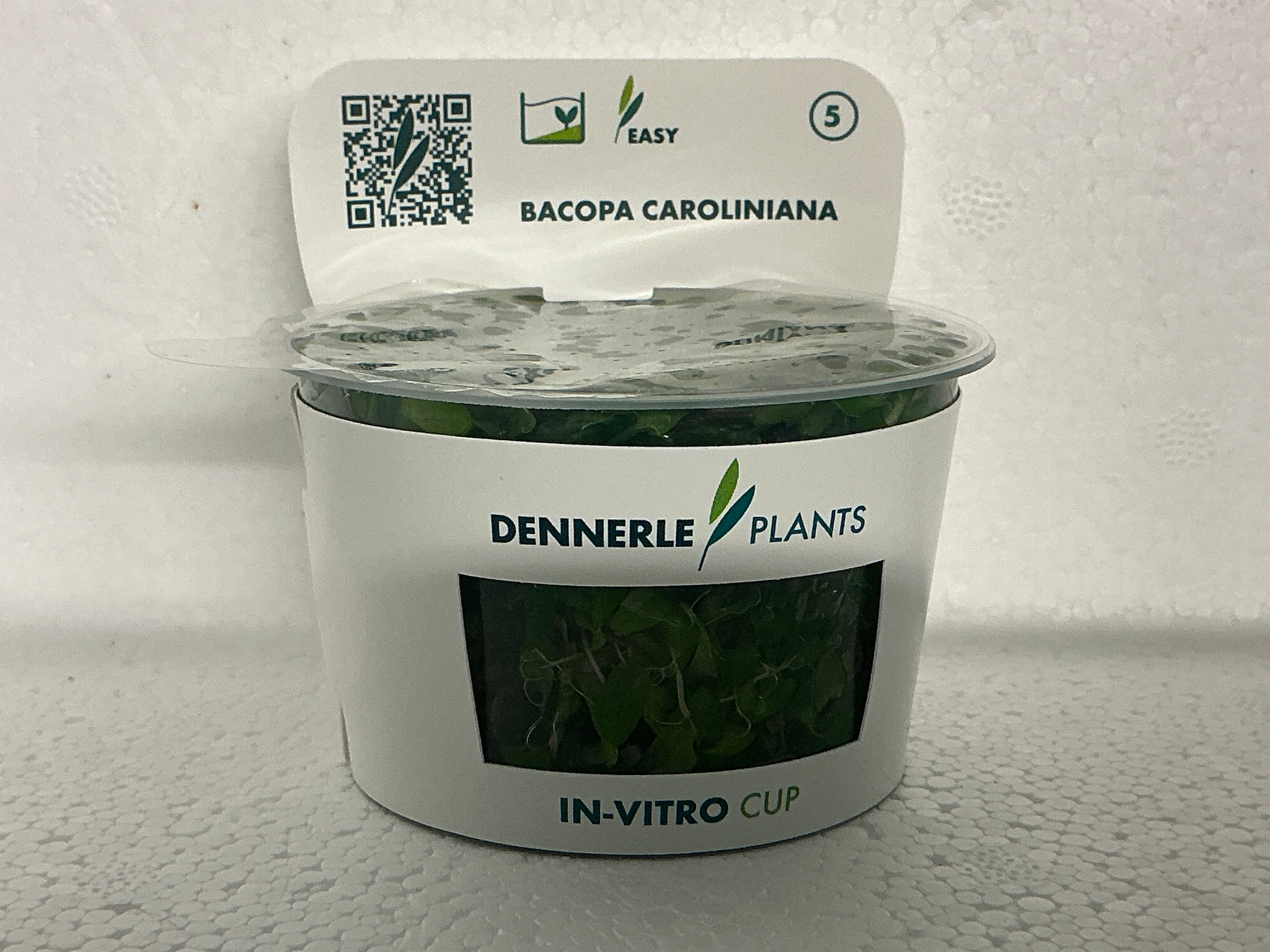 BACOPA CAROLINIANA