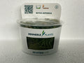 HELANTHIUM TENELLUM “GREEN”