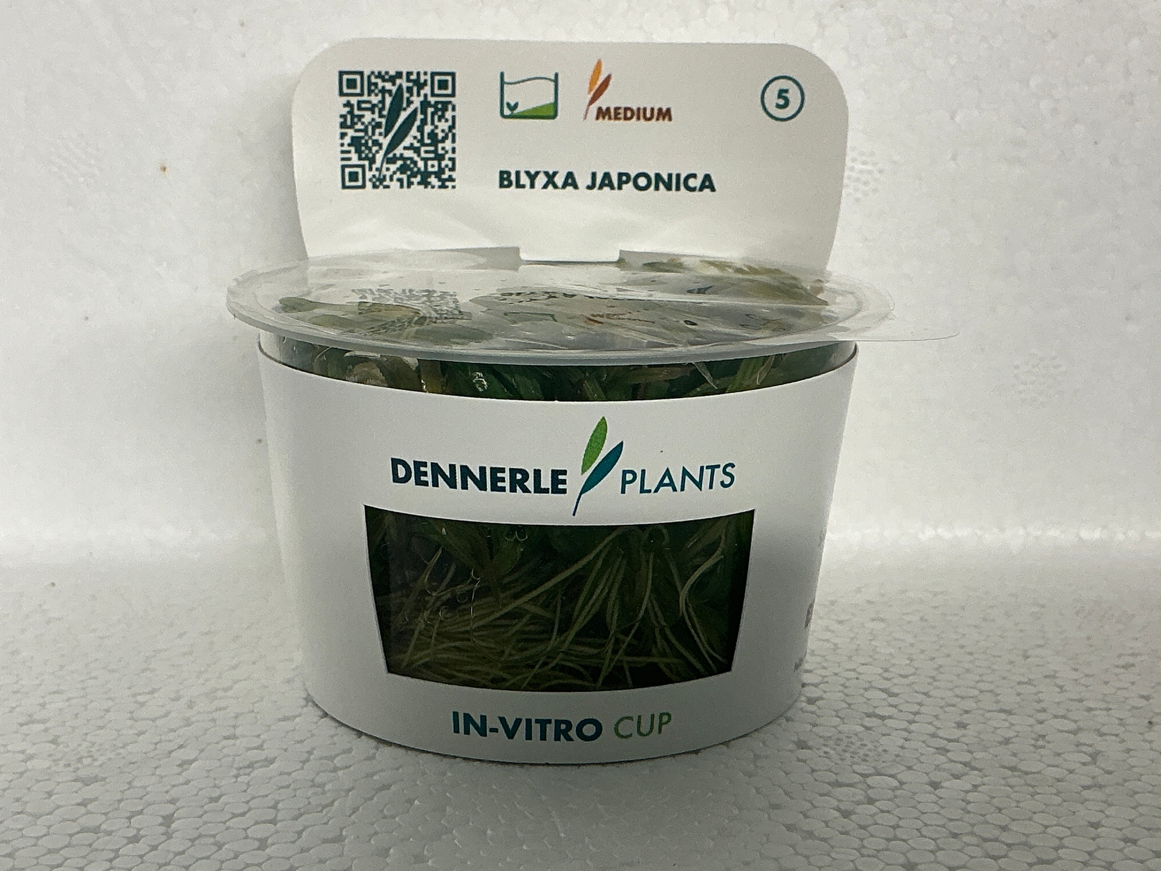 HELANTHIUM TENELLUM “GREEN”