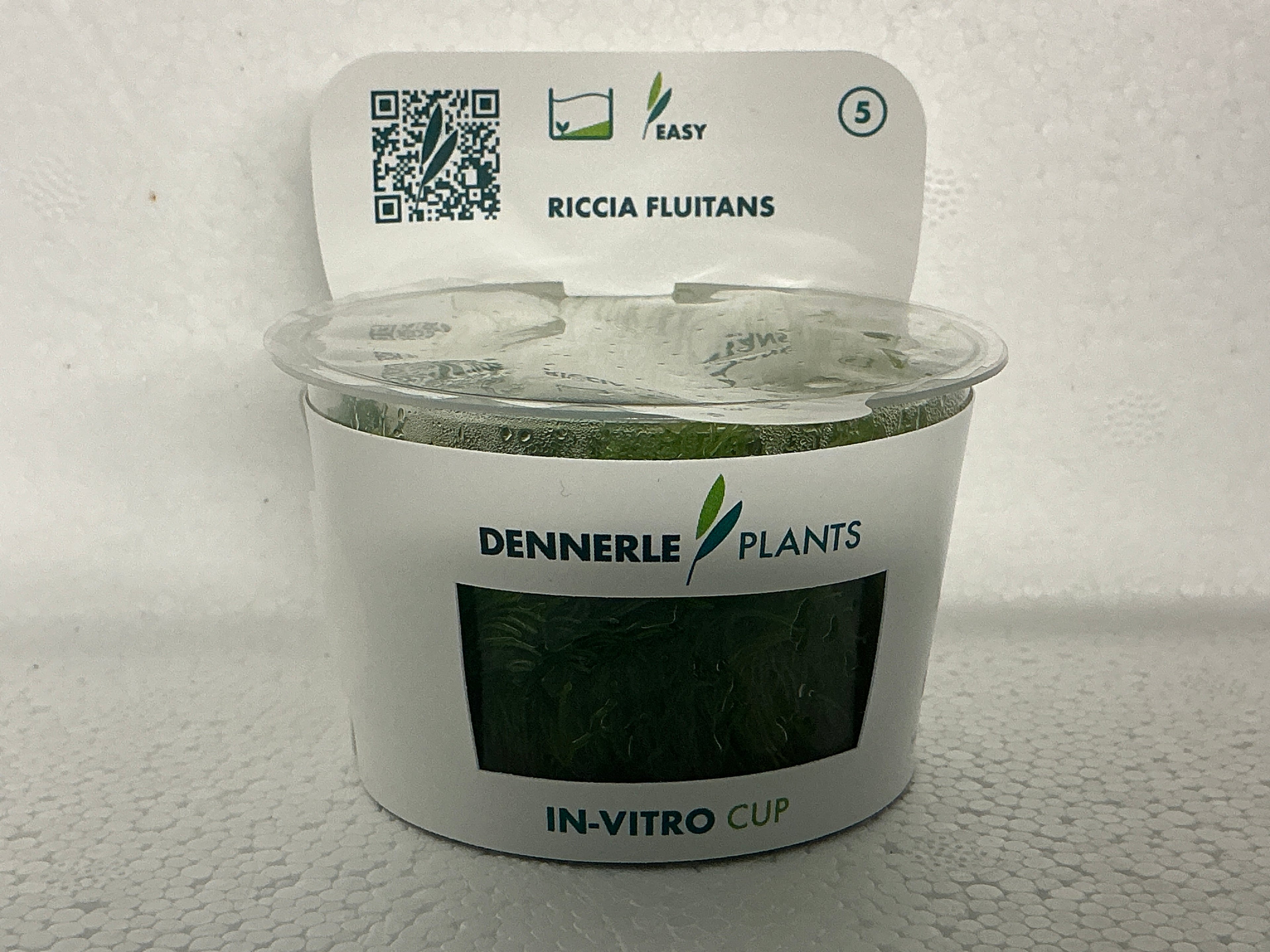 RICCIA FLUITANS