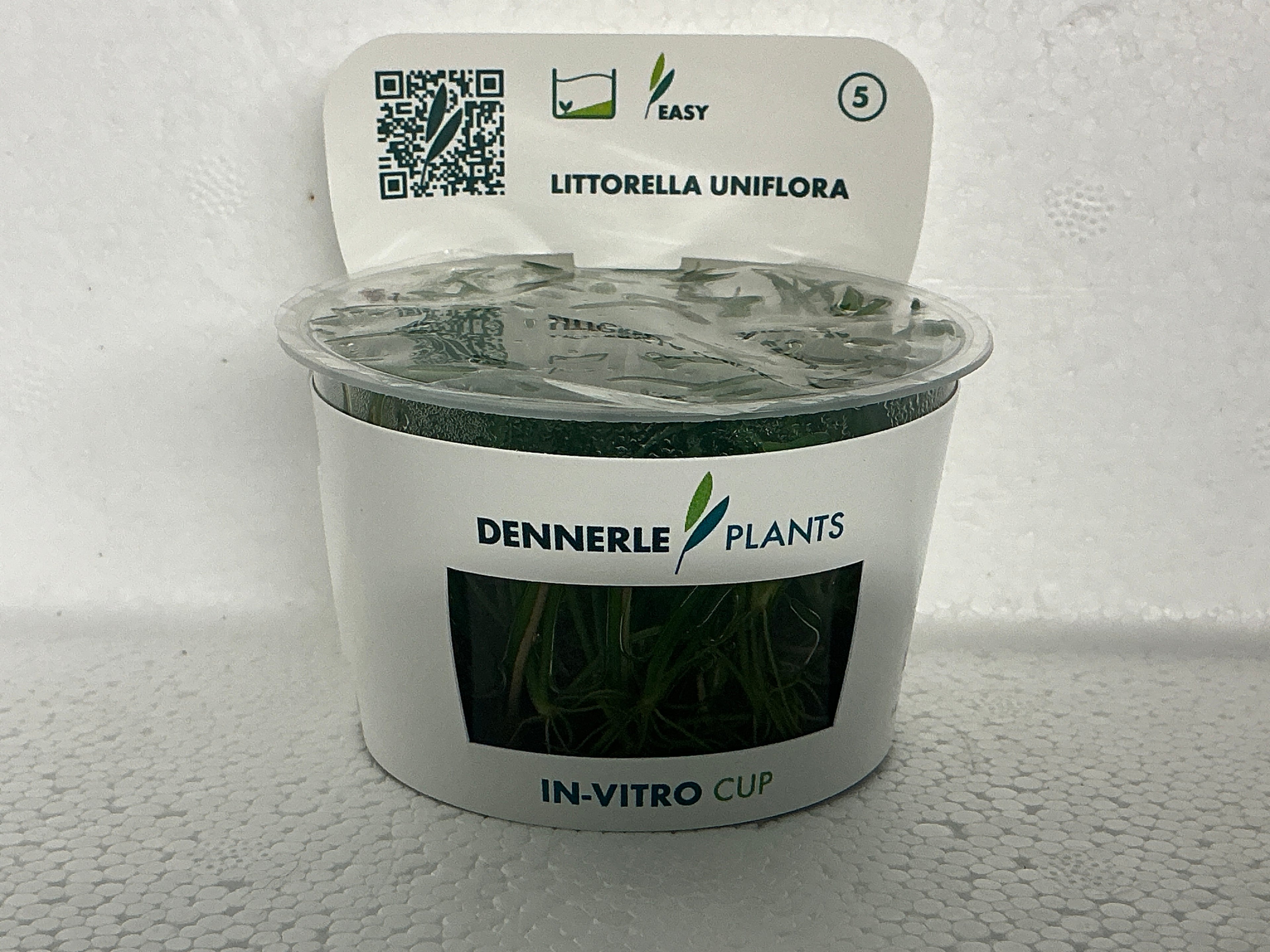 LITTORELLA UNIFLORA