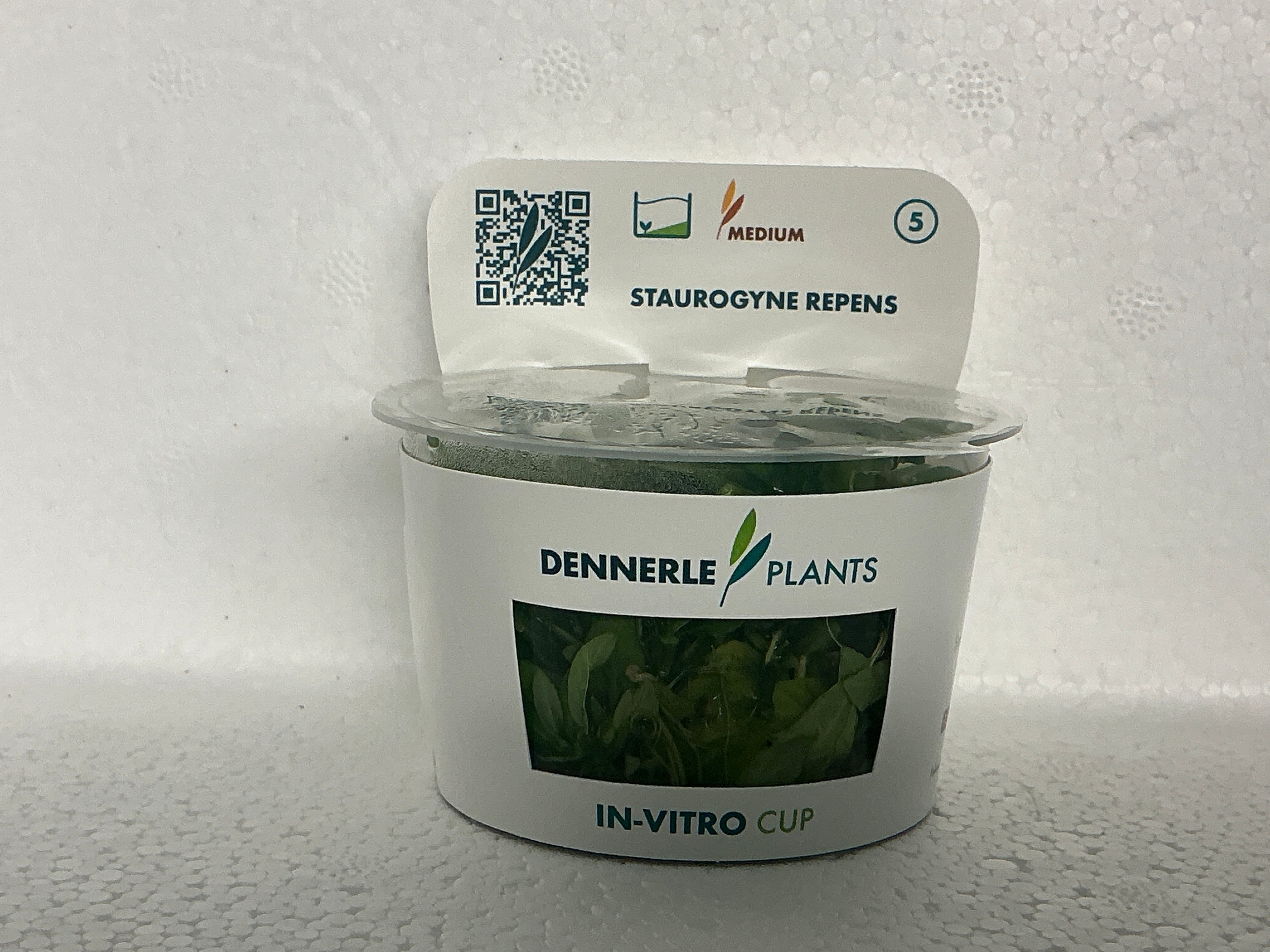 STAUROGYNE REPENS