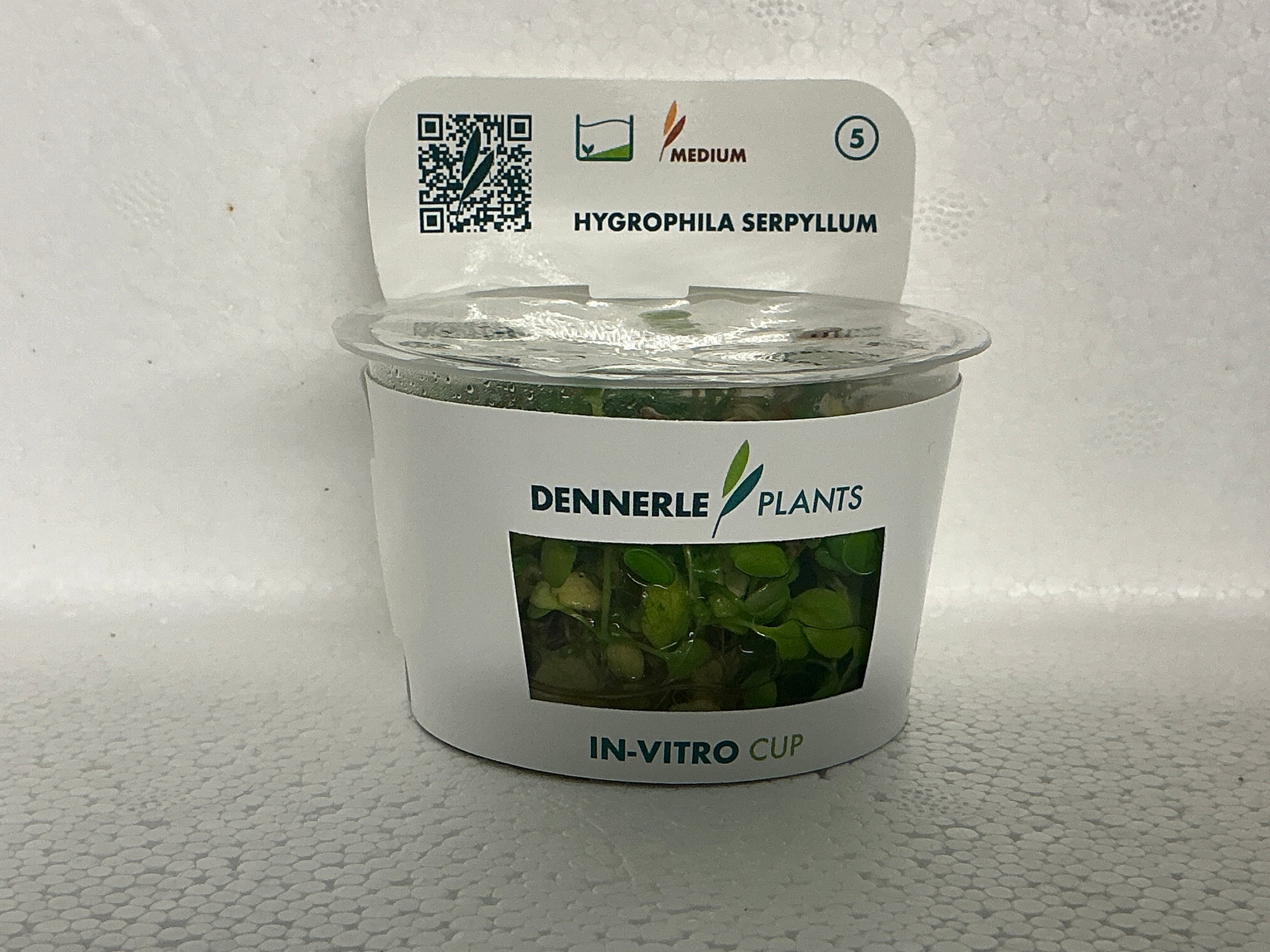 HYGROPHILA SERPYLLUM