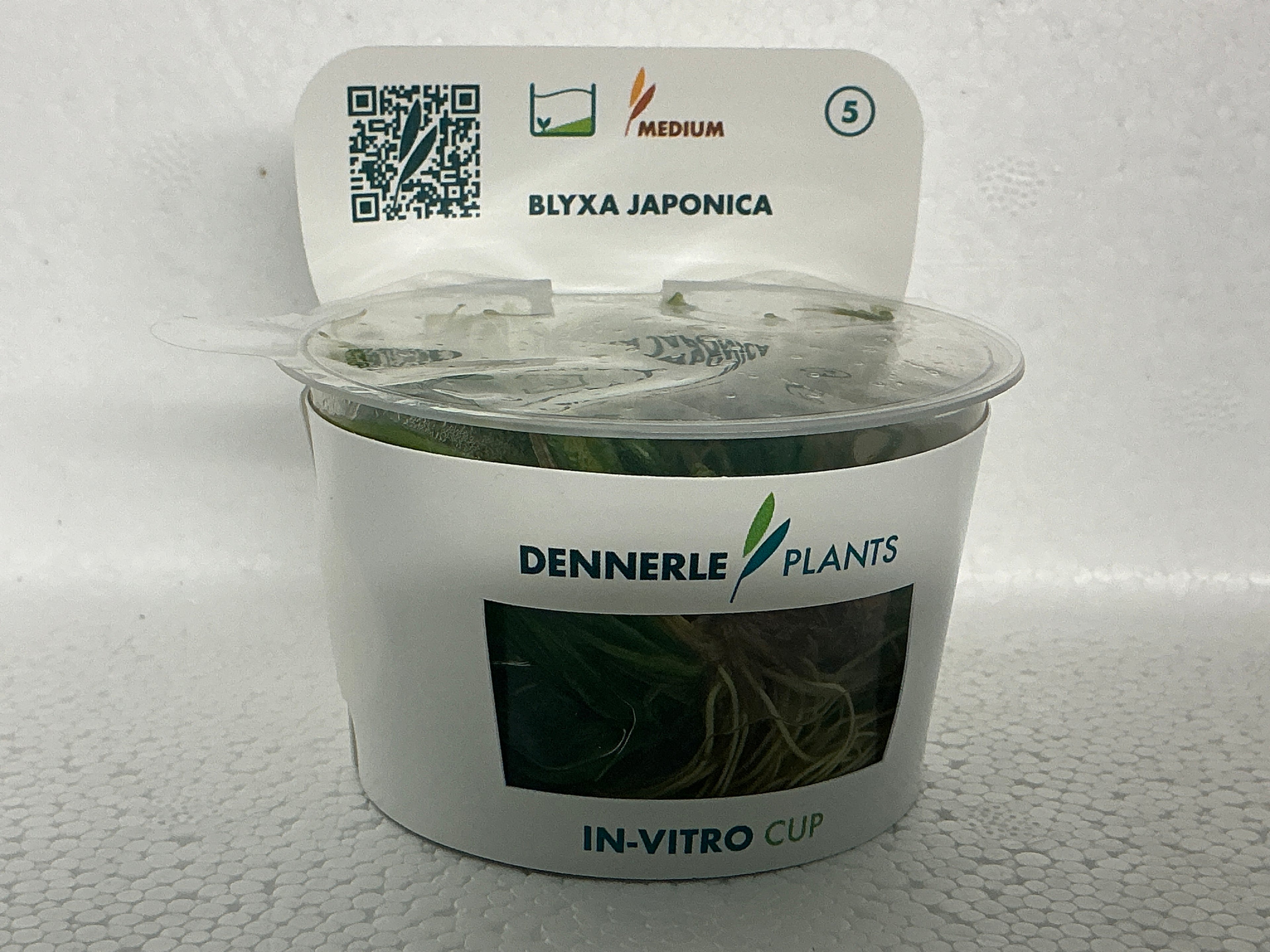 BLYXA JAPONICA