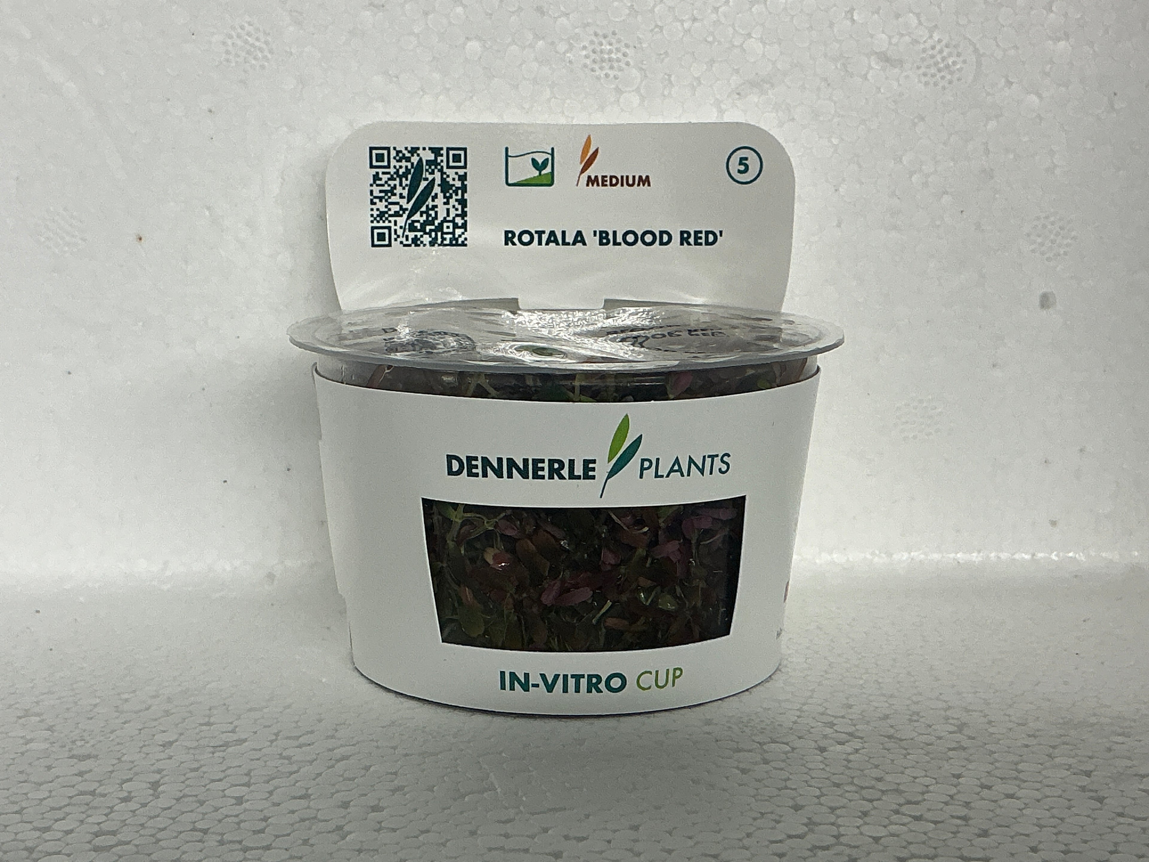 ROTALA “BLOOOD RED”